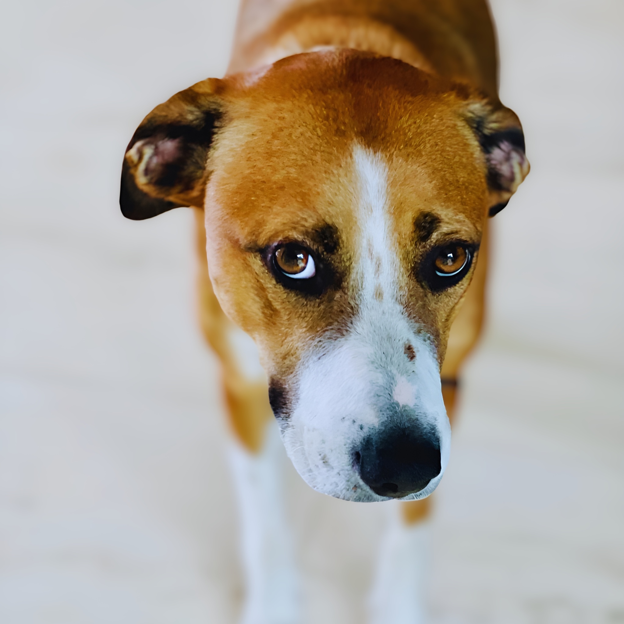 Ludo