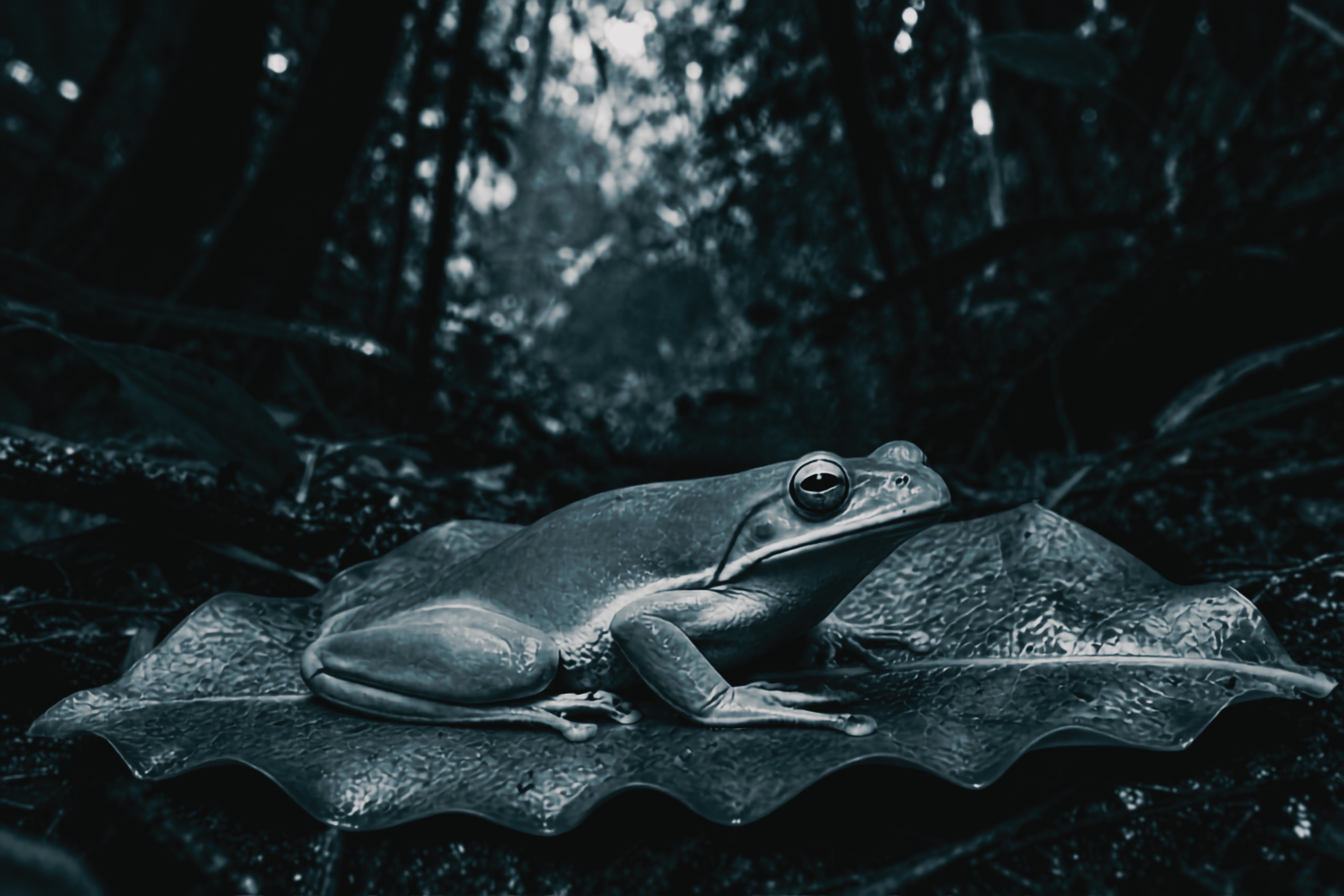 A kambo frog resting on a jungle leaf